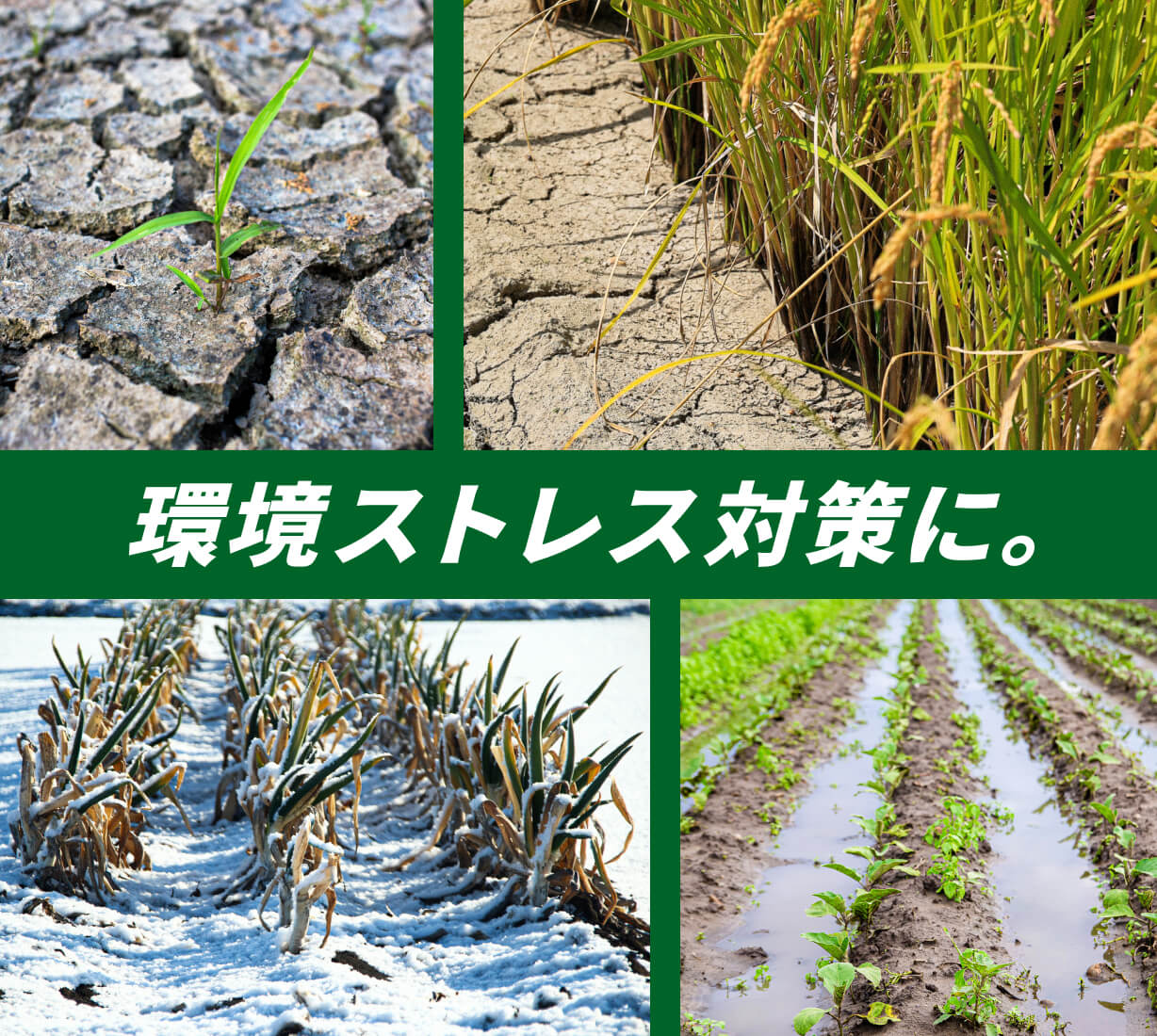 環境ストレス対策に｡